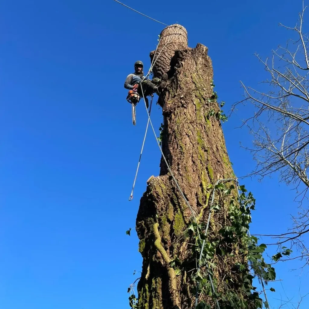 joe doran in a tree after limbing and topping for removal