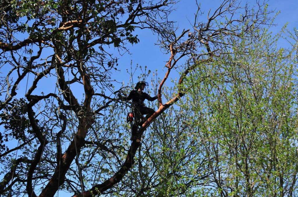 Neighbourhood Tree Service owenr Joe Doran climbing and pruning a tree in nanaimo bc