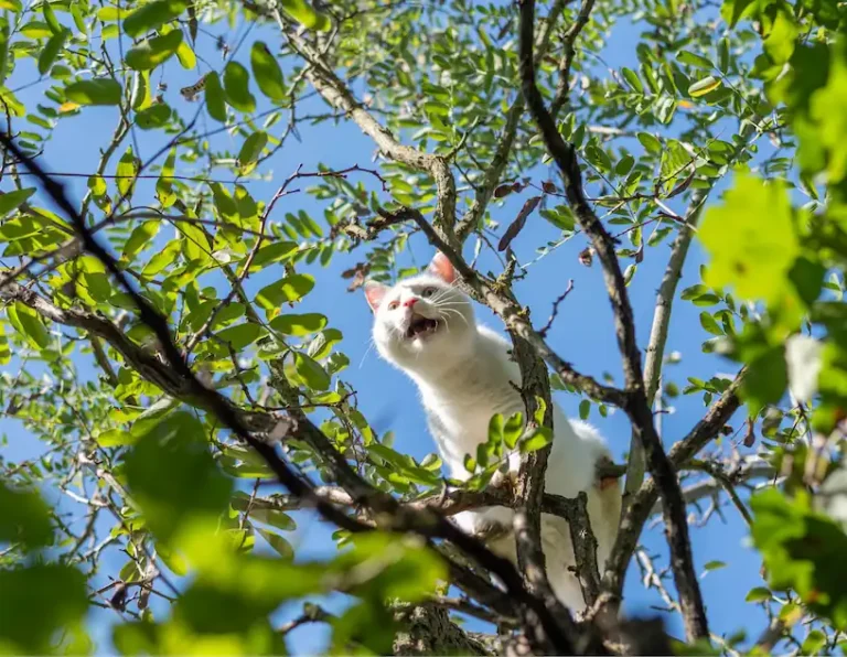 a white cat stuck in a tree
