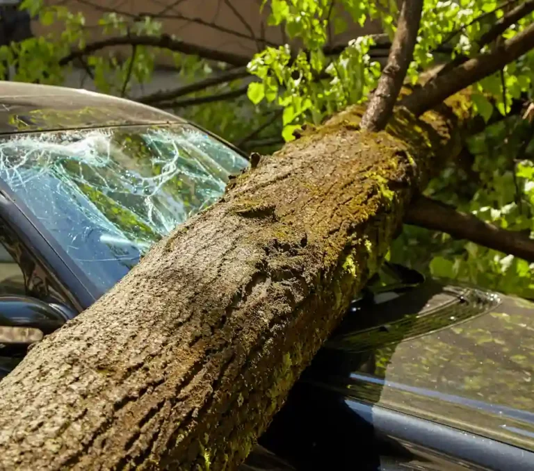 a tree that fell on a car in nanaimo