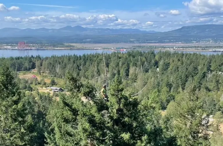neighbourhood tree service nanaimo owner joe doran in a tree looking over a large landscape