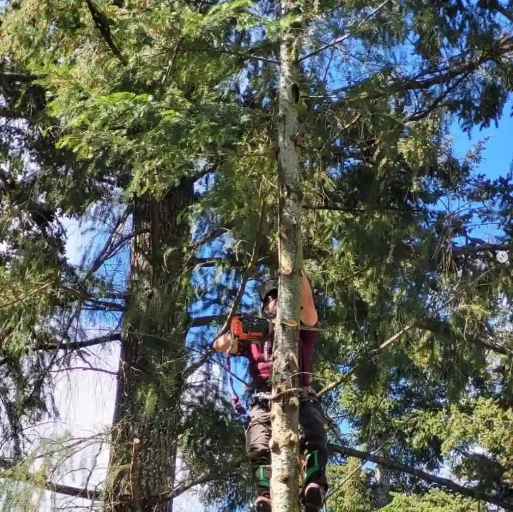 neighbourhood tree service owner Joe Doran trimming a tree in nanaimo