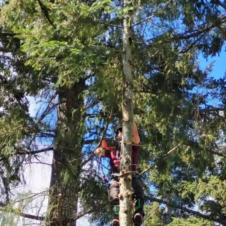 neighbourhood tree service owner Joe Doran trimming a tree in nanaimo