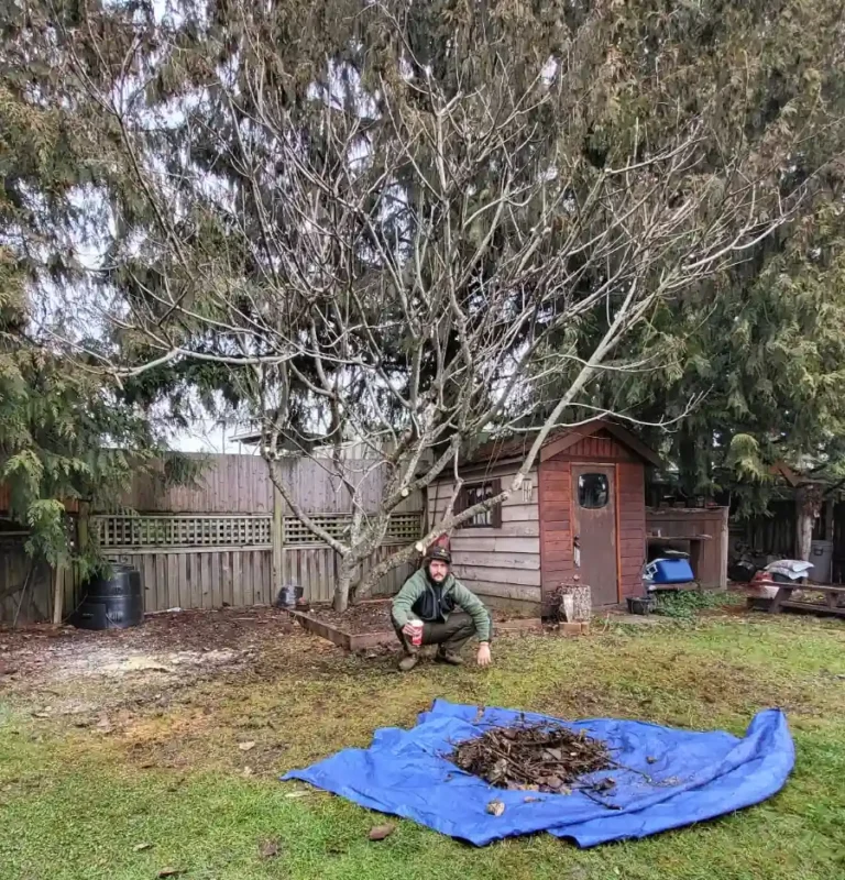 fig tree pruning nanaimo