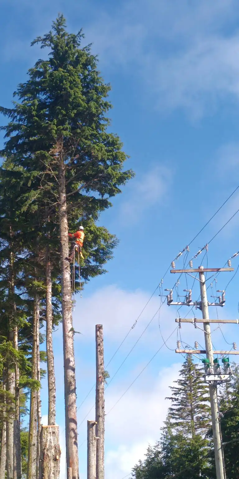 Arborist Joe Doran performing high-stakes vegetation management for BC Hydro in Haida Gwaii.