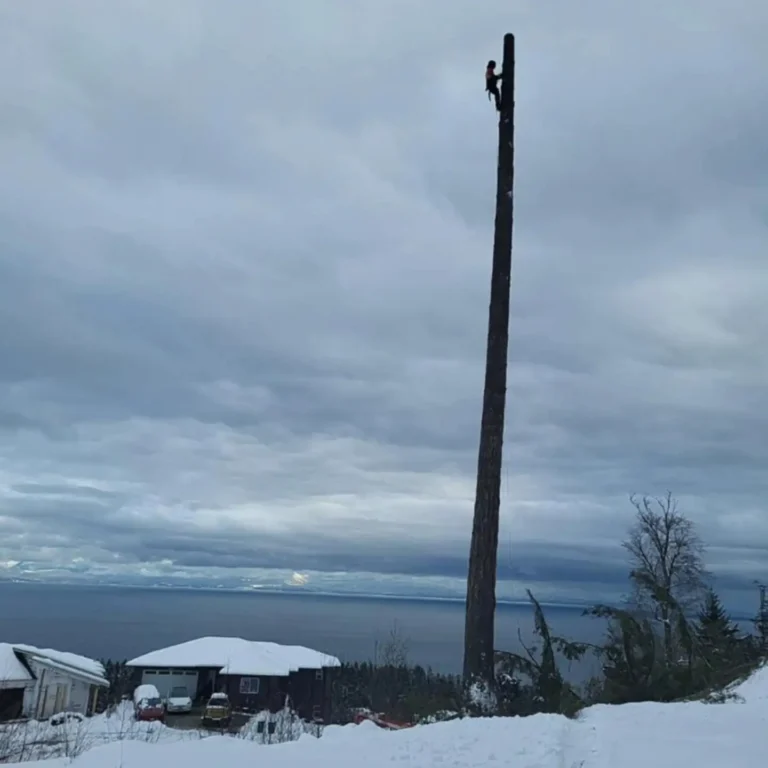 joe doran removing a tree nanaimo in winter
